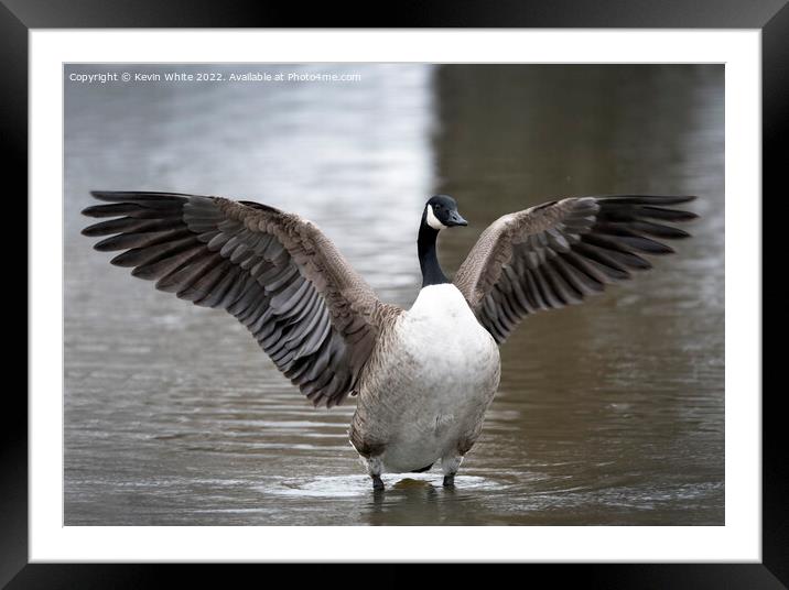 Canada goose wing display Framed Mounted Print by Kevin White
