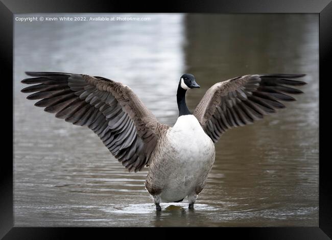 Canada goose wing display Framed Print by Kevin White
