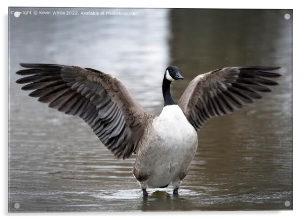 Canada goose wing display Acrylic by Kevin White