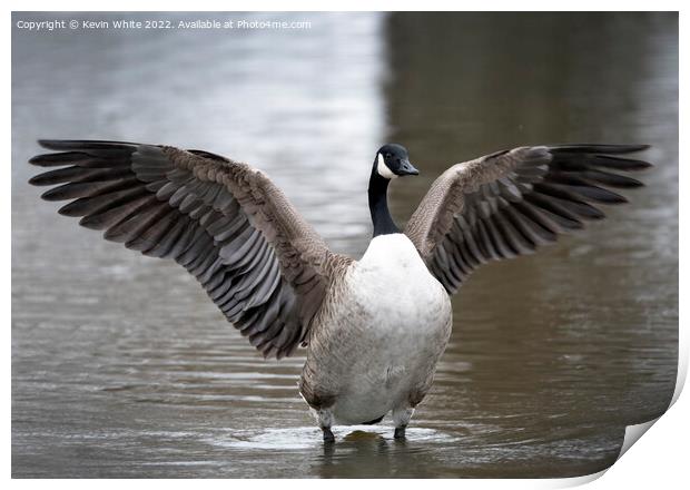 Canada goose wing display Print by Kevin White