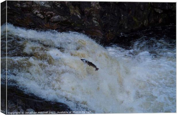 Atlantic salmon leap Shin Falls Sutherland Scotland Canvas Print by Jonathan Mitchell