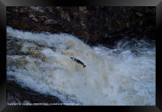 Atlantic salmon leap Shin Falls Sutherland Scotland Framed Print by Jonathan Mitchell