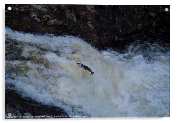 Atlantic salmon leap Shin Falls Sutherland Scotland Acrylic by Jonathan Mitchell