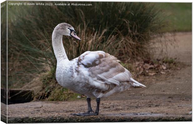 Young Mute Swan Canvas Print by Kevin White