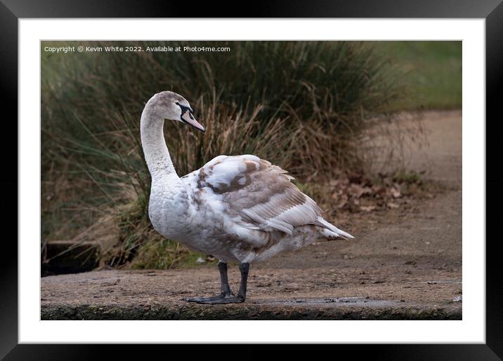 Young Mute Swan Framed Mounted Print by Kevin White