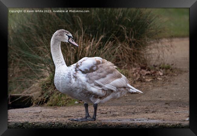 Young Mute Swan Framed Print by Kevin White