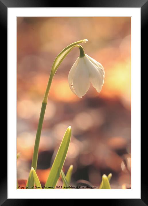 Snowdrop  Framed Mounted Print by Simon Johnson