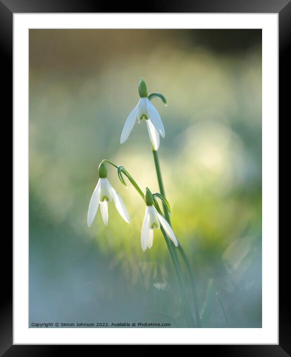 Triple Snowdrops  Framed Mounted Print by Simon Johnson