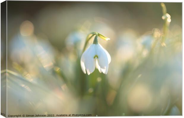 A close up of a Snowdrop flower Canvas Print by Simon Johnson