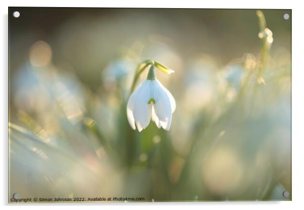A close up of a Snowdrop flower Acrylic by Simon Johnson