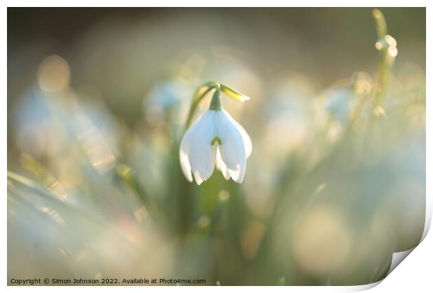 A close up of a Snowdrop flower Print by Simon Johnson