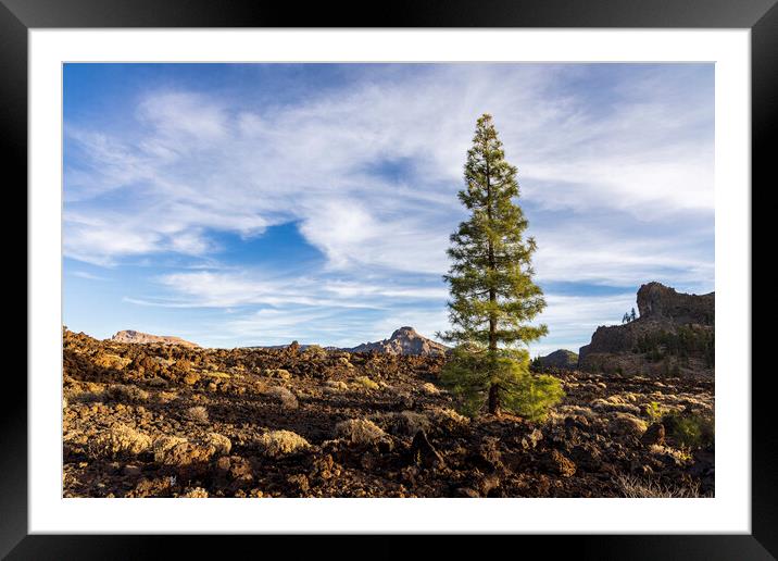Canarian pine tree, Tenerife Framed Mounted Print by Phil Crean