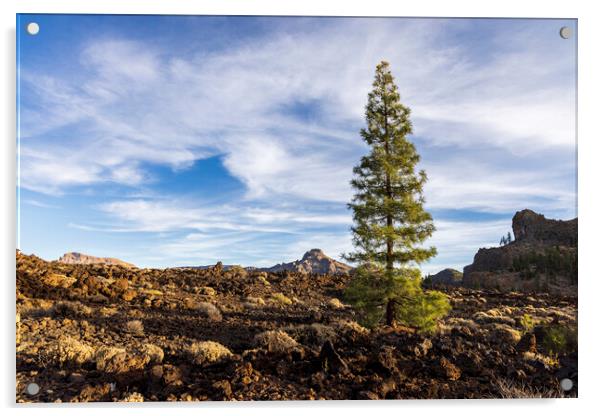 Canarian pine tree, Tenerife Acrylic by Phil Crean