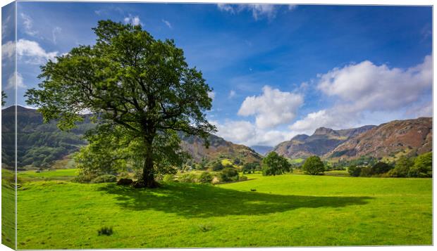 Tree with Langdale Pikes in Lake District Canvas Print by Steve Heap