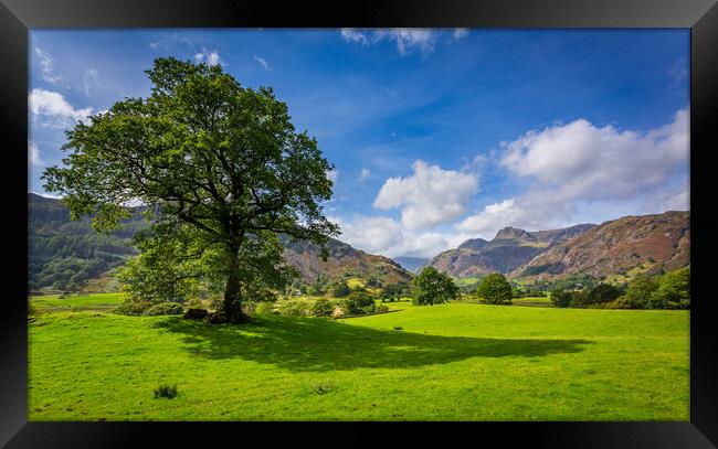 Tree with Langdale Pikes in Lake District Framed Print by Steve Heap