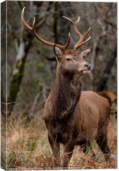 A Red Deer Stag Canvas Print by Gordon Murray