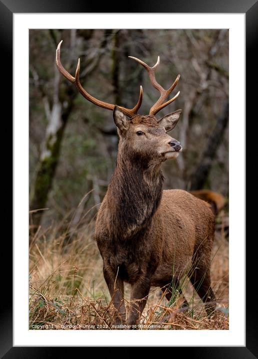 A Red Deer Stag Framed Mounted Print by Gordon Murray