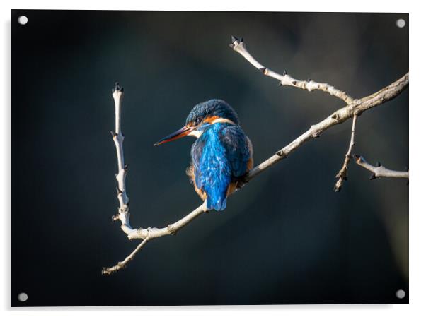 Kingfisher on Patrol Acrylic by Jonny Gios