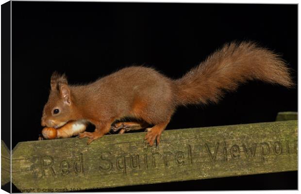 Red Squirrel  Canvas Print by Craig Smith
