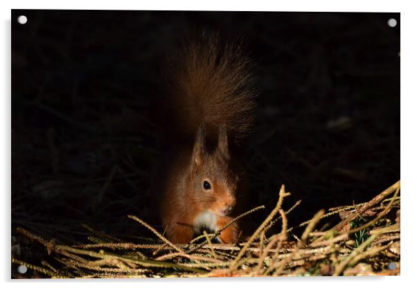 Red Squirrel  Acrylic by Craig Smith