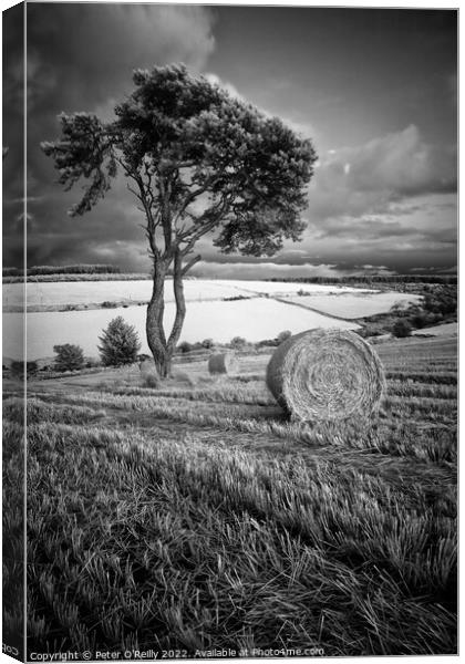 After the Harvest Canvas Print by Peter O'Reilly