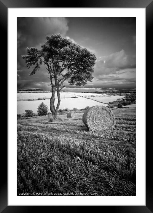 After the Harvest Framed Mounted Print by Peter O'Reilly