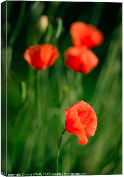 Poppies Canvas Print by Peter O'Reilly