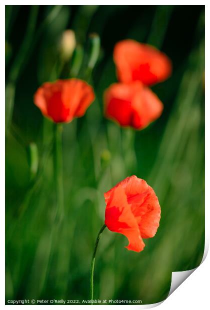 Poppies Print by Peter O'Reilly
