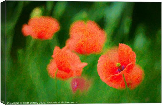 Poppies Canvas Print by Peter O'Reilly