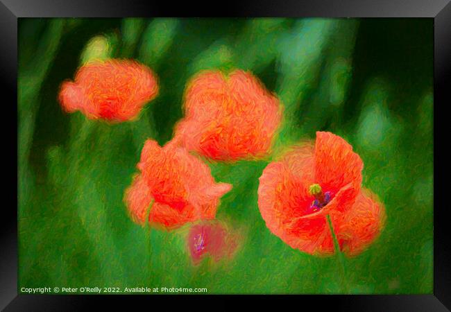 Poppies Framed Print by Peter O'Reilly