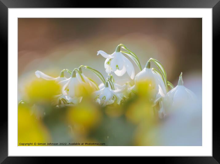  Diffused Snowdrop flowers Framed Mounted Print by Simon Johnson