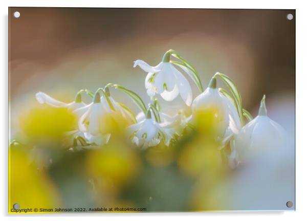  Diffused Snowdrop flowers Acrylic by Simon Johnson