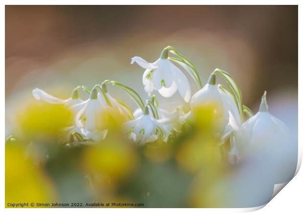 Diffused Snowdrop flowers Print by Simon Johnson
