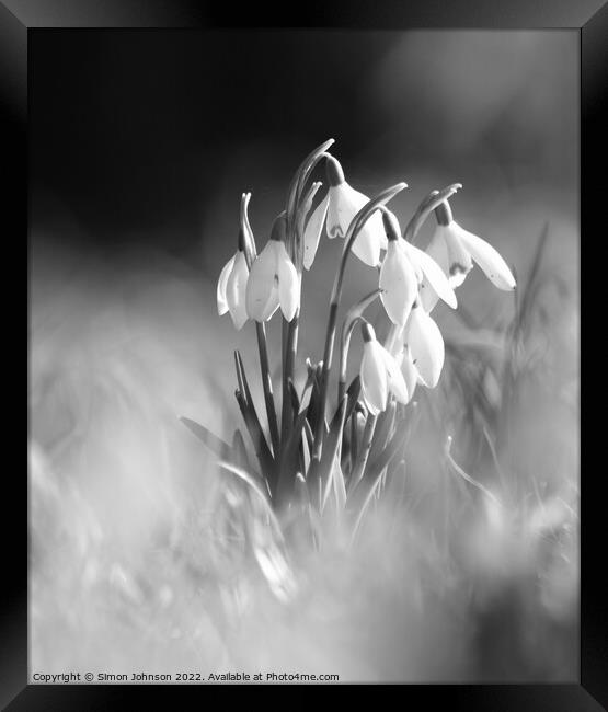 sunlit snowdrops Monochrome Framed Print by Simon Johnson