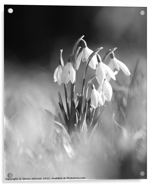 sunlit snowdrops Monochrome Acrylic by Simon Johnson