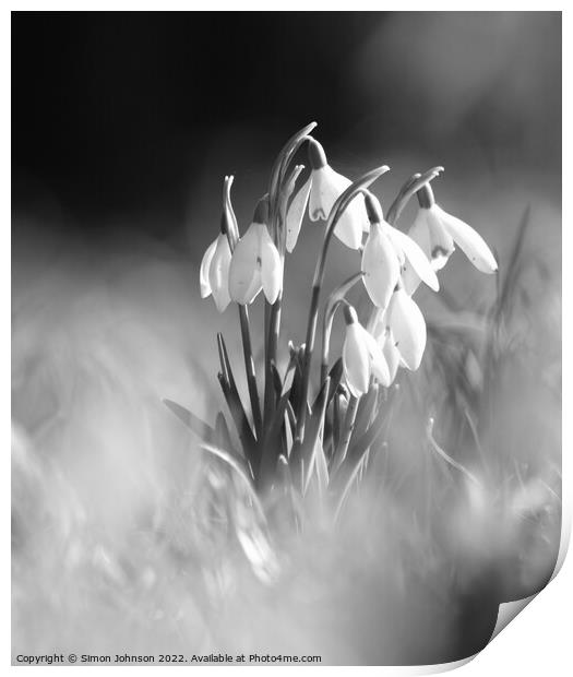 sunlit snowdrops Monochrome Print by Simon Johnson