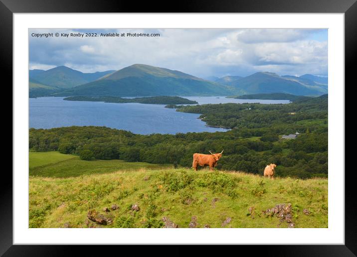 Highland Cattle overlooking Loch Lomond Framed Mounted Print by Kay Roxby