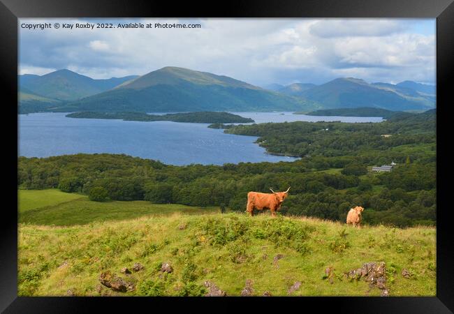 Highland Cattle overlooking Loch Lomond Framed Print by Kay Roxby