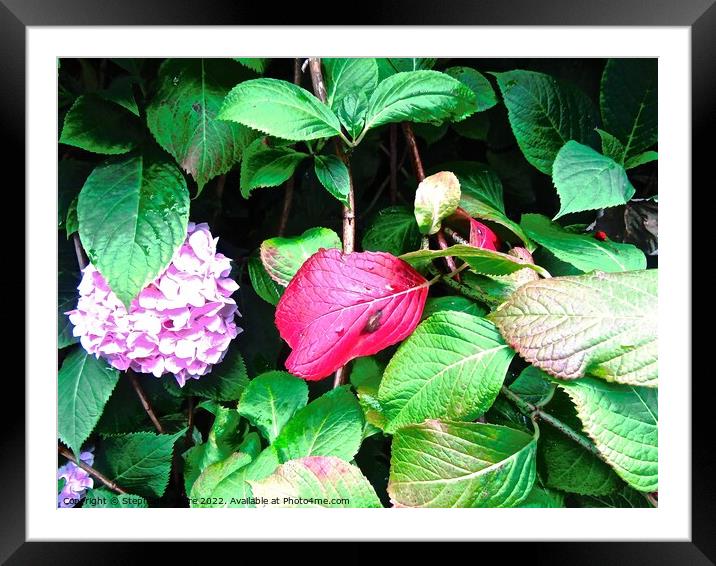 Purple flower and red leaf Framed Mounted Print by Stephanie Moore