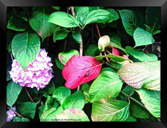 Purple flower and red leaf Framed Print by Stephanie Moore
