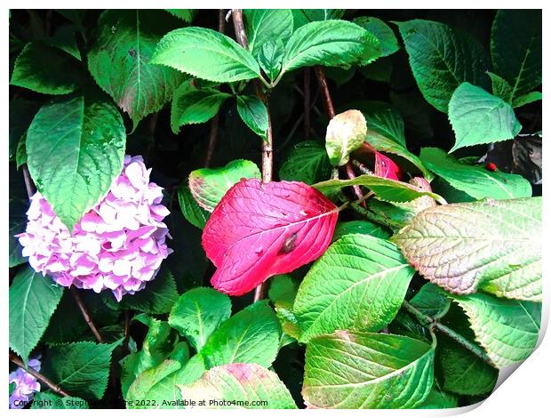 Purple flower and red leaf Print by Stephanie Moore