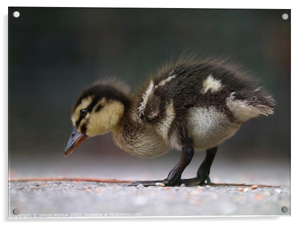 Mallard Duckling Acrylic by Simon Marlow