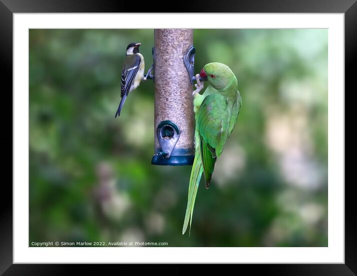 Ring Necked Parakeet and Great Tit on a feeder Framed Mounted Print by Simon Marlow