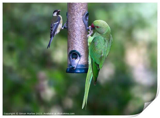 Ring Necked Parakeet and Great Tit on a feeder Print by Simon Marlow