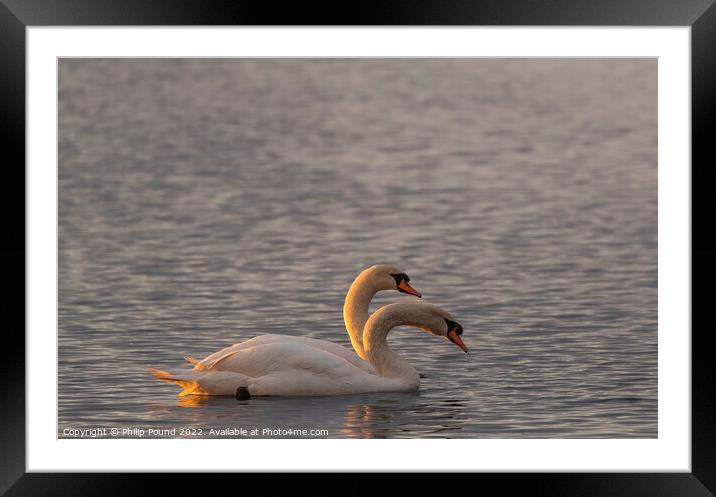 Two mute swans at sunset Framed Mounted Print by Philip Pound