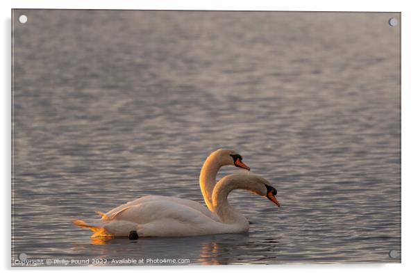 Two mute swans at sunset Acrylic by Philip Pound