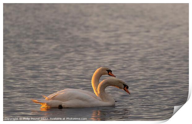 Two mute swans at sunset Print by Philip Pound