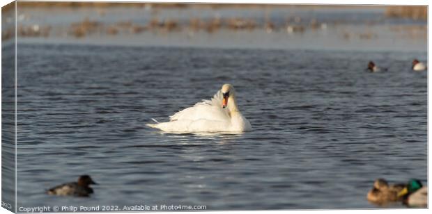 Mute Swan Basking in the sun Canvas Print by Philip Pound