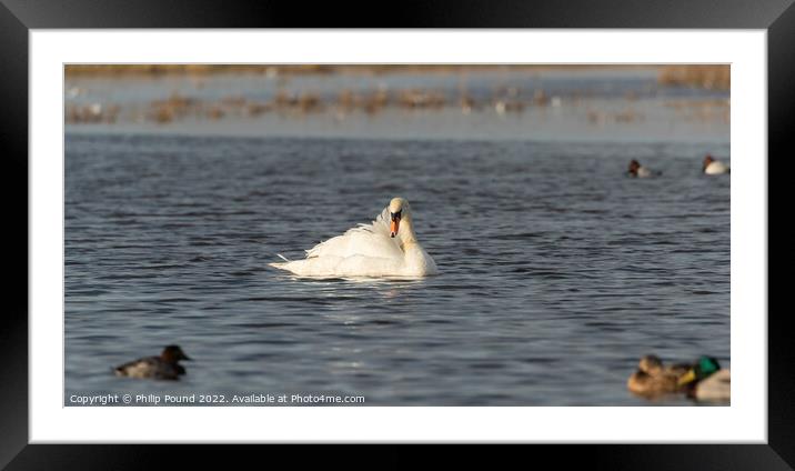 Mute Swan Basking in the sun Framed Mounted Print by Philip Pound