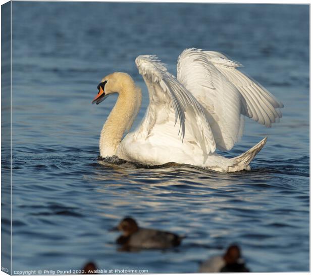 Mute Swan Busking Canvas Print by Philip Pound